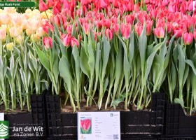 Tulipa Flash Point ® (1)